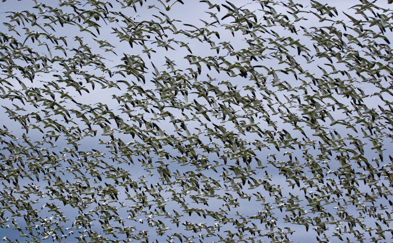 Snow Geese In Flght